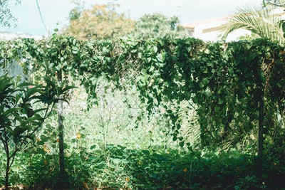 Green vines white concrete walls
